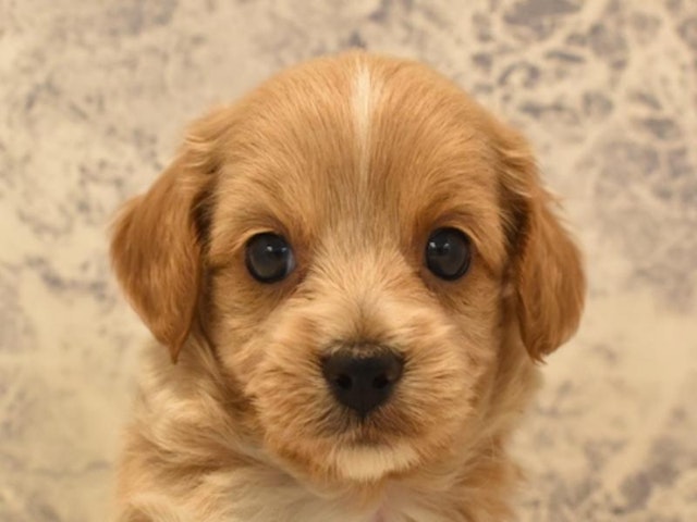 東京都のハーフ犬 (ペッツワン昭島店/2024年3月10日生まれ/男の子/アプリコット)の子犬
